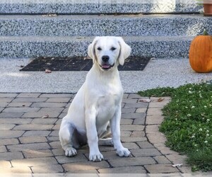 Golden Retriever Puppy for Sale in SYRACUSE, Indiana USA