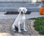 Twinkle - Female Golden Retriever Puppy for Sale - Small photo