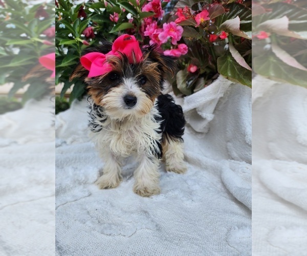 Medium Photo #6 Yorkshire Terrier Puppy For Sale in INDIANAPOLIS, IN, USA