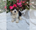 Small #5 Yorkshire Terrier