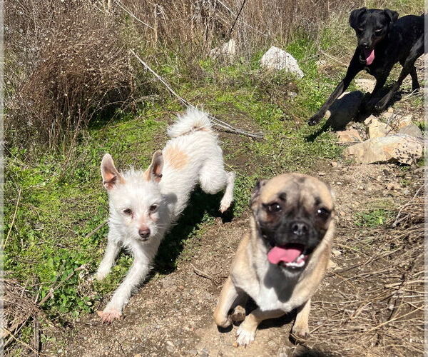 Medium Photo #6 Jack Russell Terrier-Unknown Mix Puppy For Sale in Temecula, CA, USA