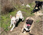 Small #5 Jack Russell Terrier Mix