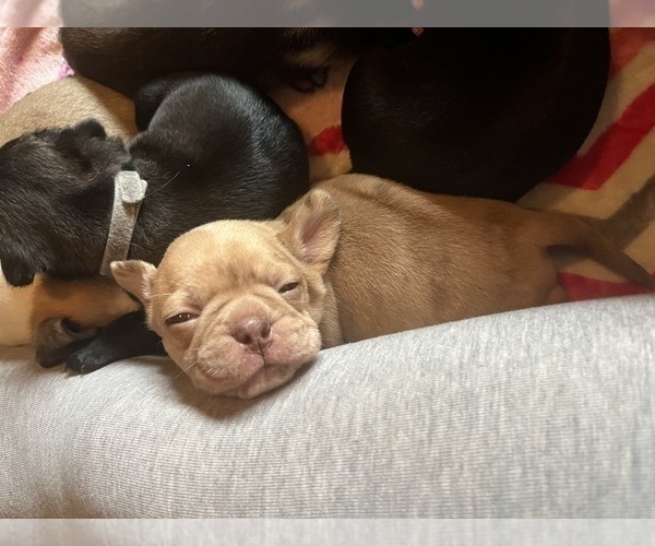 Medium Photo #4 Frenchie Pug Puppy For Sale in BLOOMINGTON, IL, USA