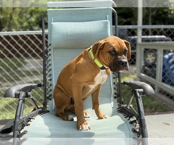 Medium Photo #3 Boxer Puppy For Sale in WEST COLUMBIA, SC, USA