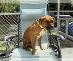 Small #2 Boxer