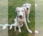 Small #3 Great Pyrenees Mix