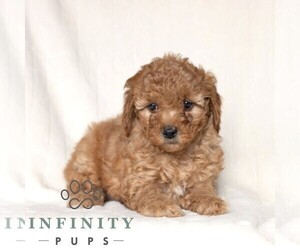 Poodle (Miniature) Puppy for sale in HONEY BROOK, PA, USA