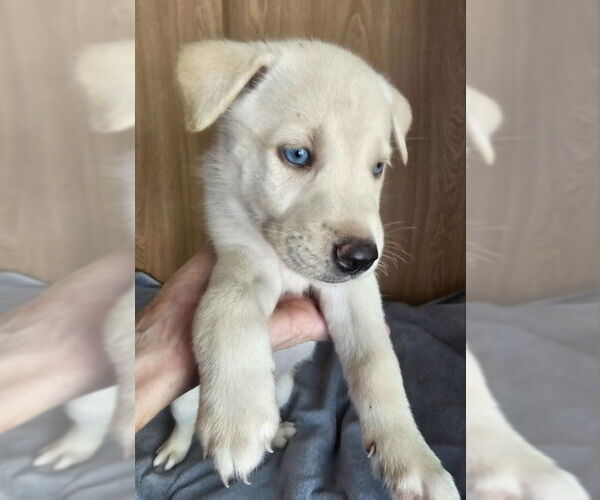 Medium Photo #3 Huskies -Unknown Mix Puppy For Sale in Olalla, WA, USA