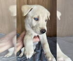 Small #2 Huskies  Mix