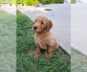 Goldendoodle Puppy for sale in BREVARD, NC, USA