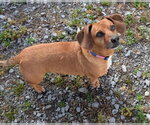 Small #9 Dachshund