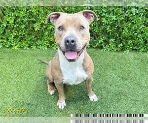 American Pit Bull Terrier Dogs for adoption in West Palm Beach, FL, USA