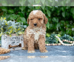 Small #1 Poodle (Miniature)