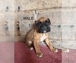 Small #1 Boxer