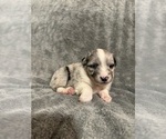 Small Photo #5 Australian Shepherd Puppy For Sale in MIDLAND, GA, USA