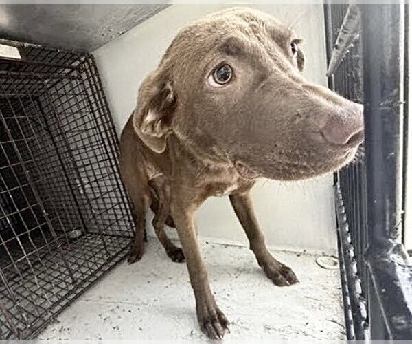 Medium Photo #2 Labrador Retriever Puppy For Sale in Houston, TX, USA