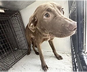A661527 - Female Labrador Retriever Dog for Adoption - Photo #2