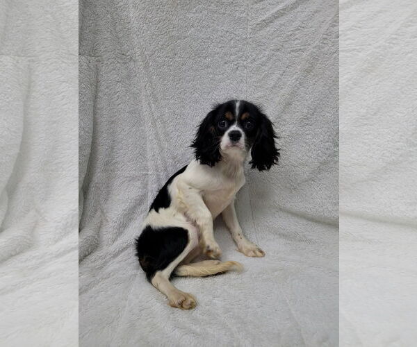 Medium Photo #3 Cavalier King Charles Spaniel Puppy For Sale in Lincolnwood, IL, USA