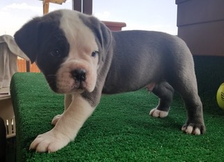 Olde English Bulldogge Puppy for sale in MAYER, AZ, USA