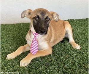 Barkley - Male Mutt Dog for Adoption - Photo #2