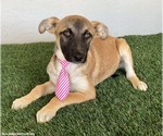 Small Photo #2 Mutt Puppy For Sale in San Diego, CA, USA