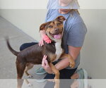 Small #1 Mutt
