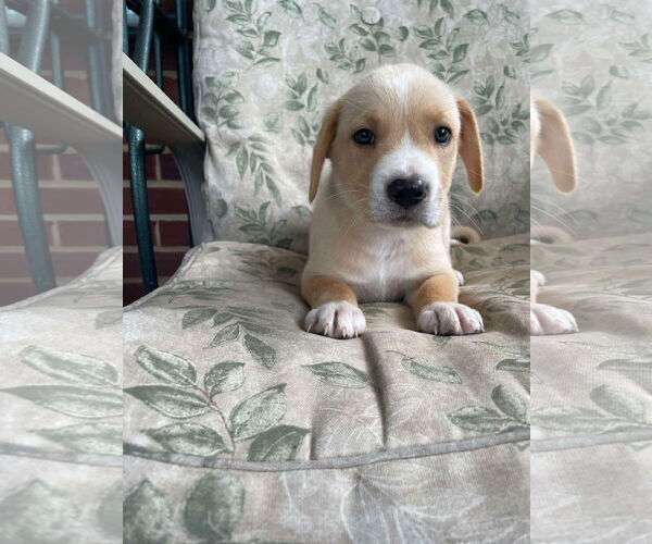 Medium Photo #2 Labrador Retriever-Unknown Mix Puppy For Sale in Derwood, MD, USA