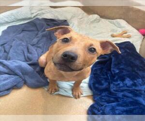 Black Mouth Cur-Unknown Mix Dogs for adoption in Derwood, MD, USA