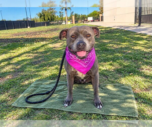 Medium Photo #1 Mutt Puppy For Sale in Orange, CA, USA