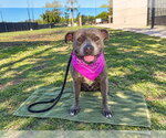 QUESADILLA - Female Mutt Dog for Adoption - Small photo