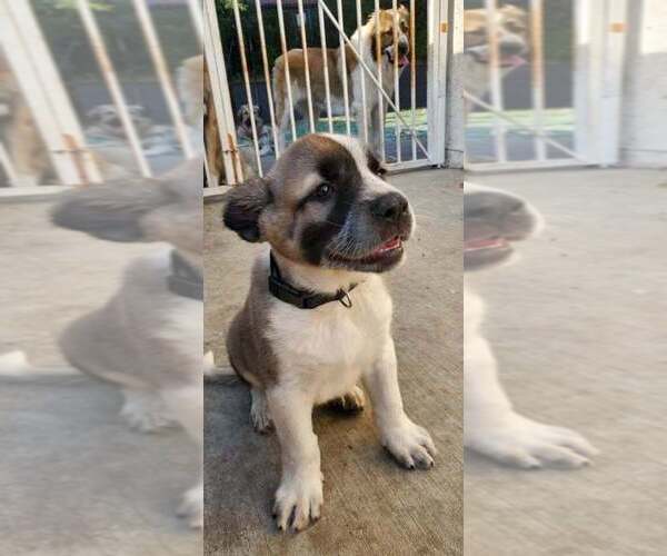 Medium Photo #1 Anatolian Shepherd Puppy For Sale in MONTEBELLO, CA, USA