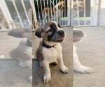 Small Photo #1 Anatolian Shepherd Puppy For Sale in MONTEBELLO, CA, USA