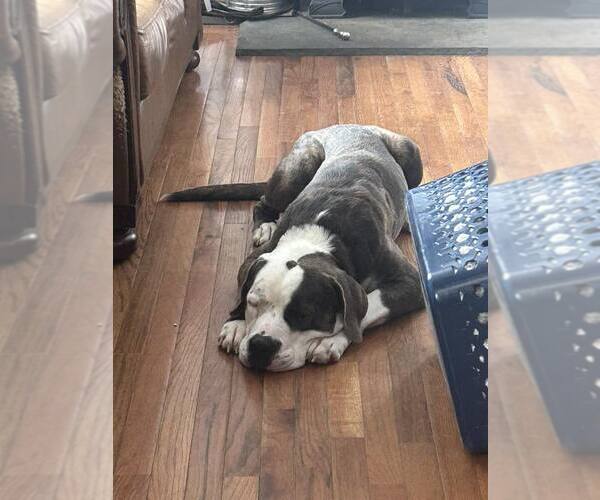 Medium Photo #3 American Pit Bull Terrier-Unknown Mix Puppy For Sale in Woodbury, NY, USA