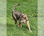 Small #3 German Shepherd Dog Mix