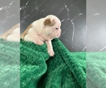 Small Photo #92 Boston Terrier Puppy For Sale in TULARE, CA, USA