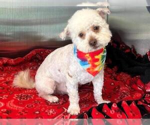Poodle (Miniature)-Unknown Mix Dogs for adoption in Orange, CA, USA