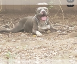 Small Photo #2 American Pit Bull Terrier Puppy For Sale in POWDER SPGS, GA, USA