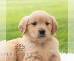 Small #3 Golden Retriever