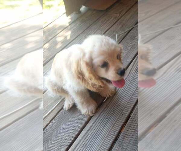 Medium Photo #5 Cocker Spaniel Puppy For Sale in OLA, AR, USA