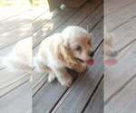 Small #4 Cocker Spaniel