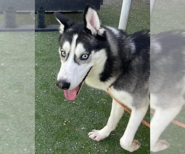 Medium Photo #1 Siberian Husky-Unknown Mix Puppy For Sale in Woodland, CA, USA
