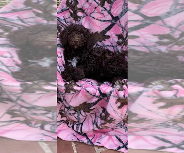 Medium Photo #1 Poodle (Standard) Puppy For Sale in ALBANY, GA, USA
