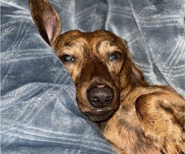 Medium Photo #1 Dachshund Puppy For Sale in HOUSTON, TX, USA