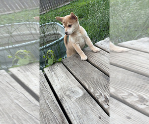 Pomsky Litter for sale in FORT MADISON, IA, USA