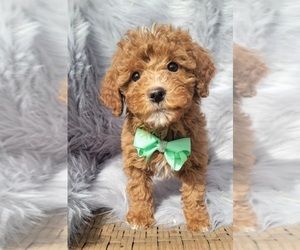 Goldendoodle (Miniature) Puppy for sale in INDIANAPOLIS, IN, USA