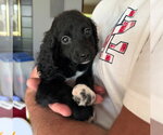 Small #2 Cock-A-Poo Mix
