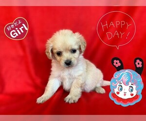 Pom-A-Poo-Pooranian Mix Puppy for sale in SAN FRANCISCO, CA, USA