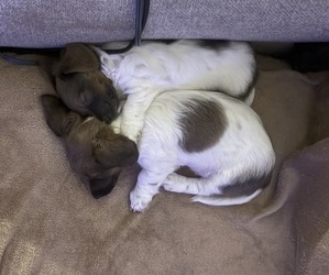 Dachshund Puppy for sale in BLANCHARD, OK, USA