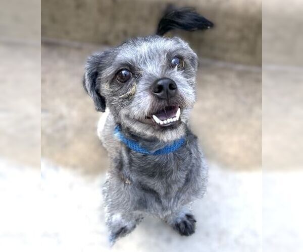 Medium Photo #5 Shih Tzu Puppy For Sale in Arlington, VA, USA