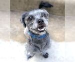 Small #4 Shih Tzu